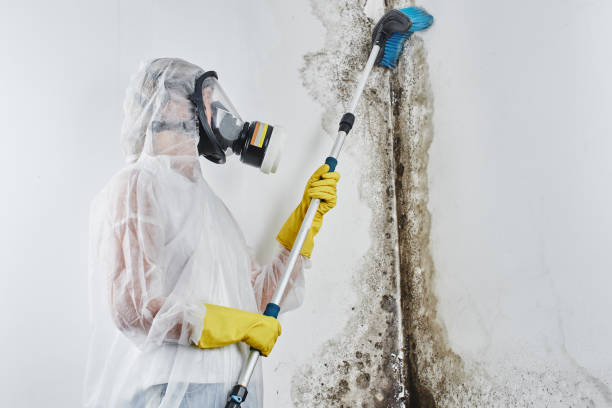 Best Mold Remediation for Specific Building Types in , WV