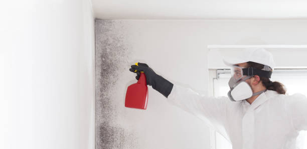 Best DIY Mold Remediation Support Services in , WV