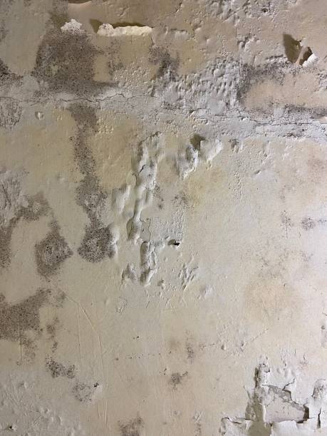 Best DIY Mold Remediation Support Services in , WV