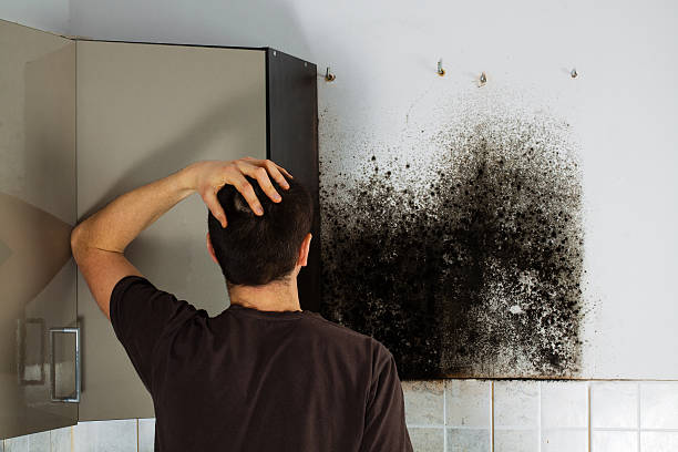 Best Commercial Mold Remediation in , WV