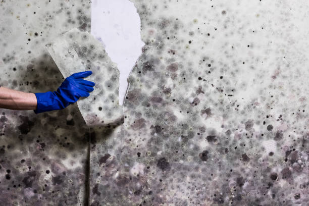 Best Emergency Mold Remediation in , WV