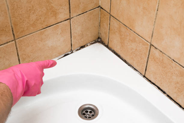 Best Attic Mold Remediation in , WV